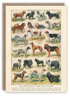 Greeting Card of Dog Breeds with Envelope