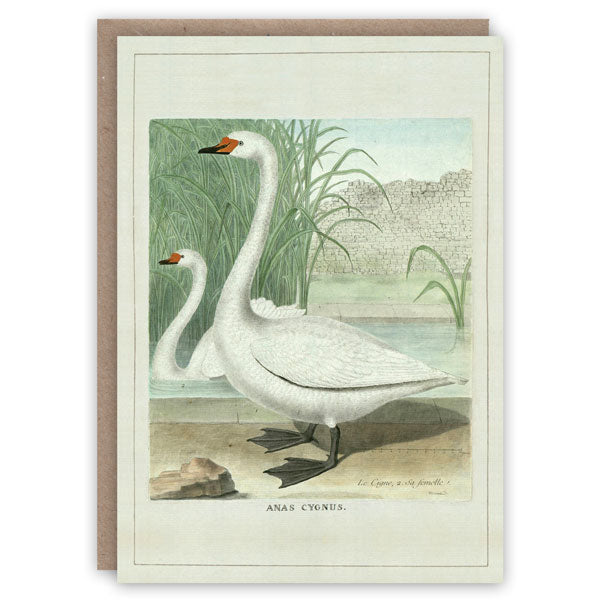 'Swans' Greetings Card