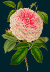 &#39;Rose&#39; Greetings Card
