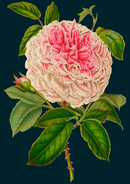 'Rose' Greetings Card