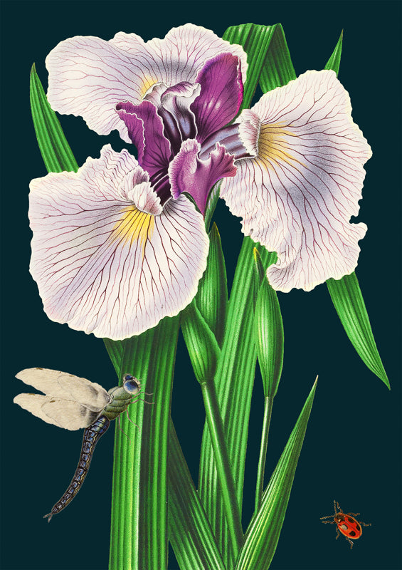 'Purple Iris' Greetings Card