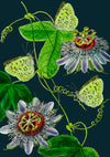 Passionflower Greetings Card