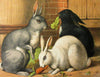 &#39;One Grey, One Black, One White, Bunnies&#39; Vintage Petite Greetings Card