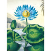 &#39;Botanical Illustrations&#39; Notecards Design 2