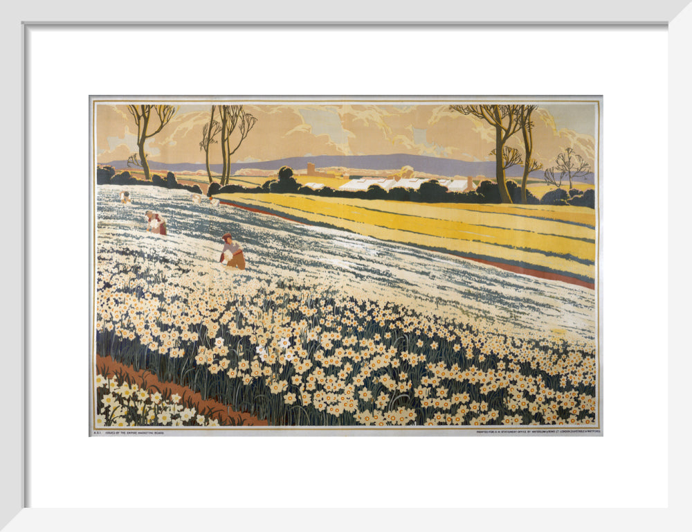 British Bulbs in a Field