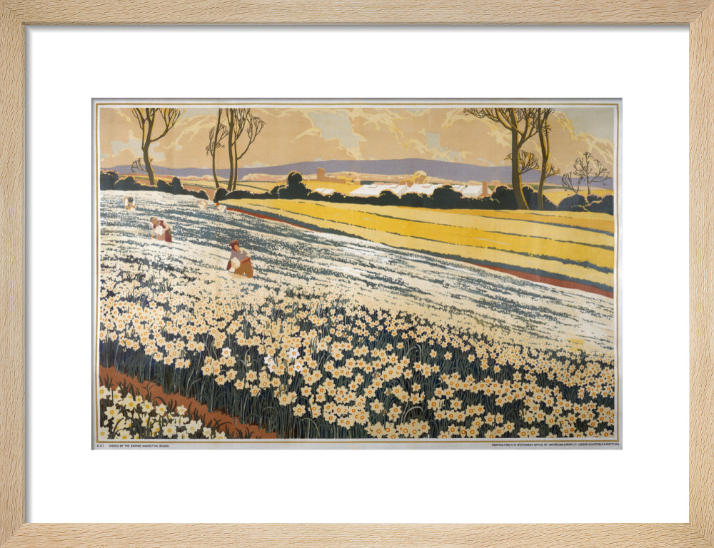 British Bulbs in a Field