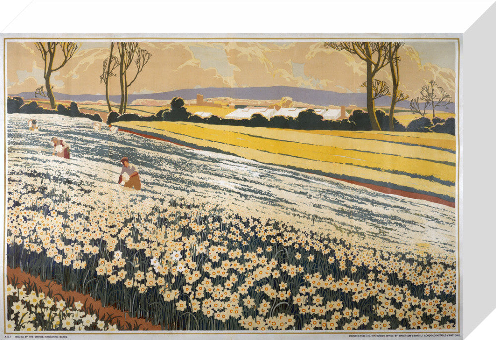 British Bulbs in a Field