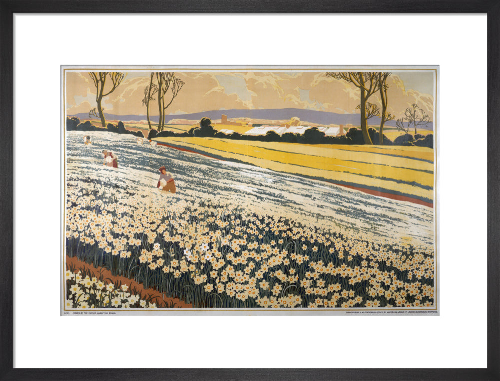 British Bulbs in a Field