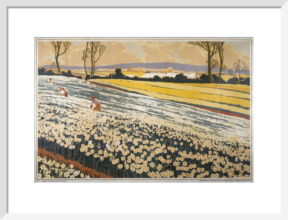 British Bulbs in a Field