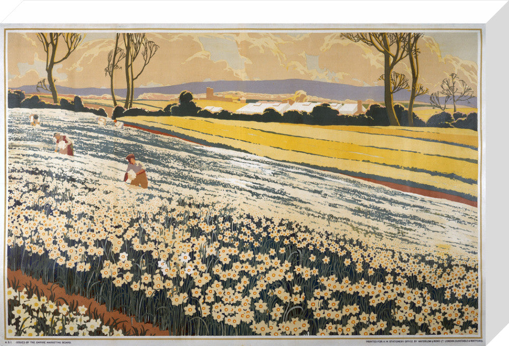 British Bulbs in a Field