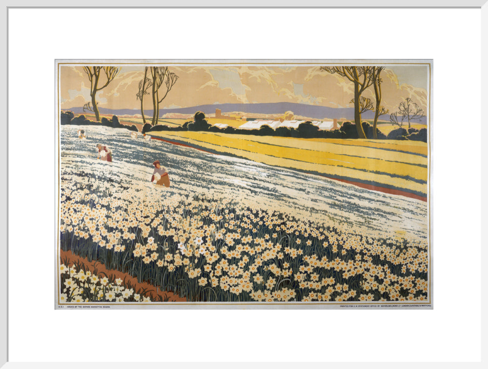 British Bulbs in a Field