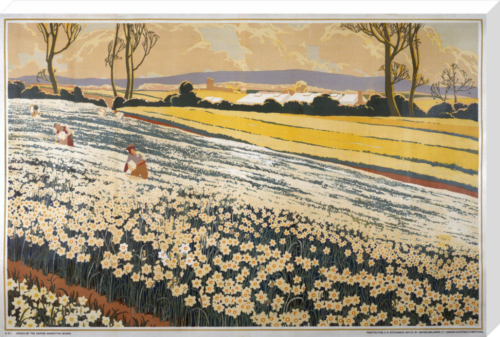 British Bulbs in a Field