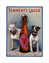 Tennent&#39;s Lager
