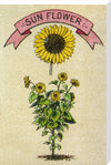 Sunflower illustration