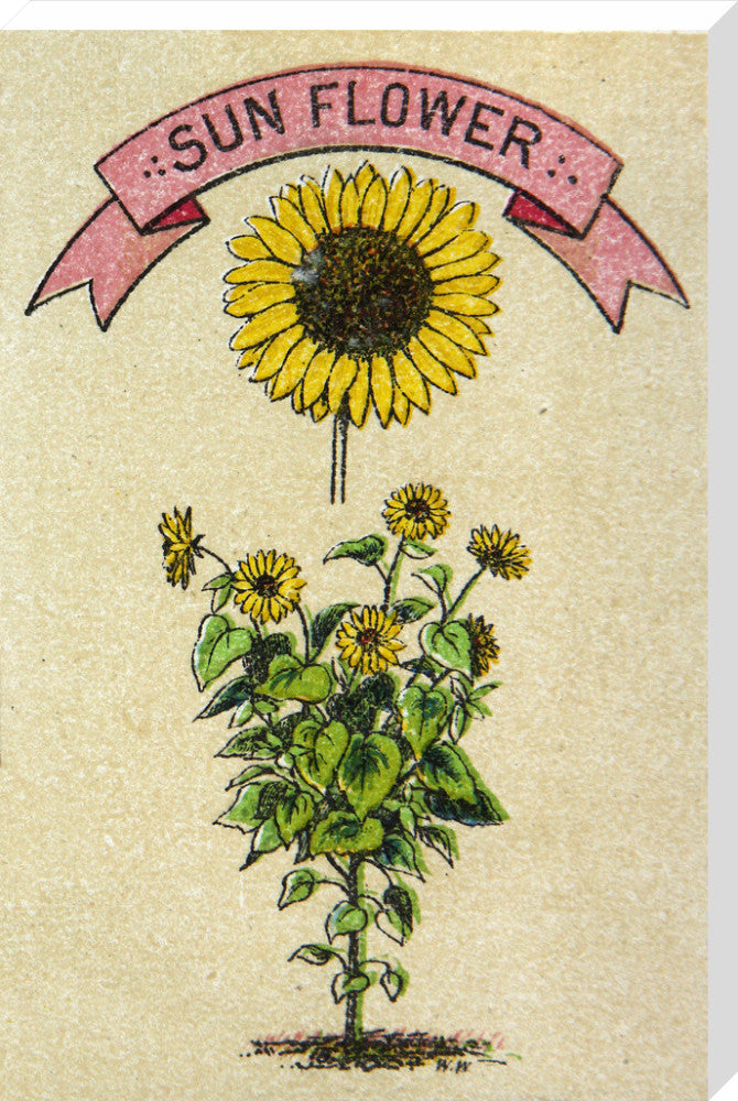 Sunflower illustration