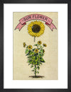 Sunflower illustration