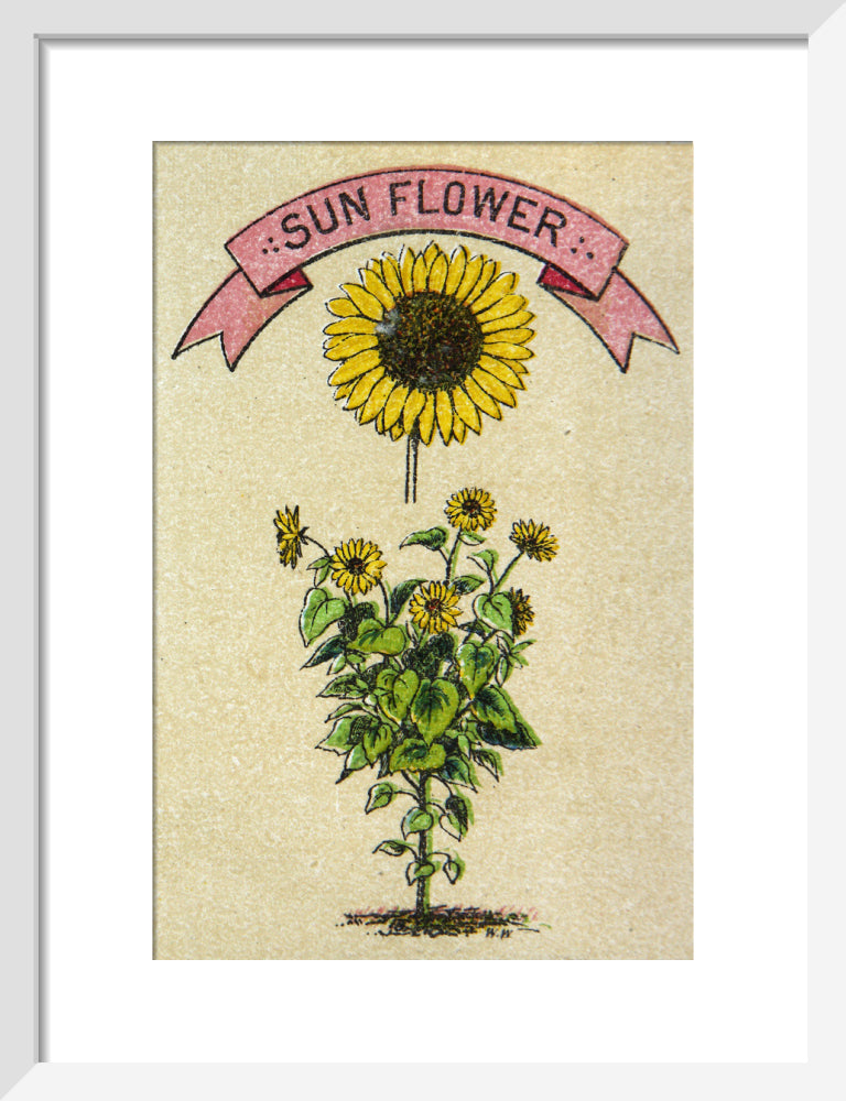 Sunflower illustration