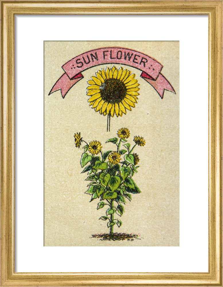 Sunflower illustration