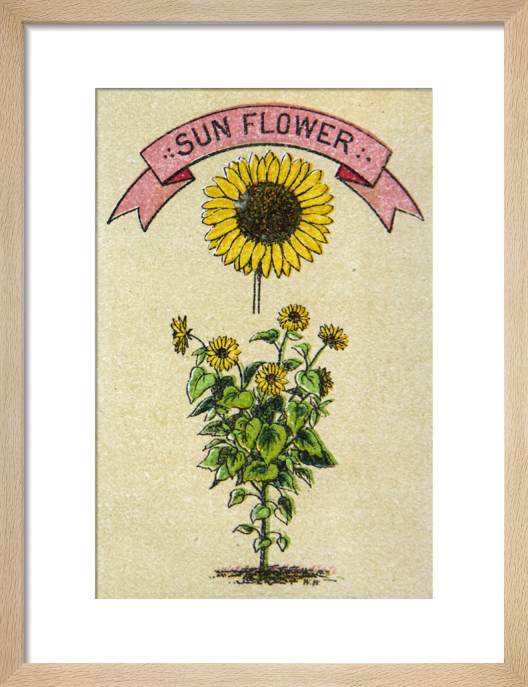 Sunflower illustration