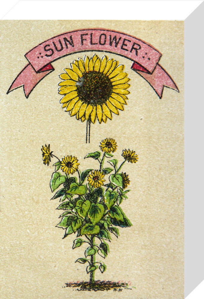 Sunflower illustration