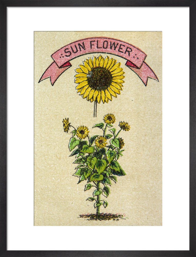 Sunflower illustration