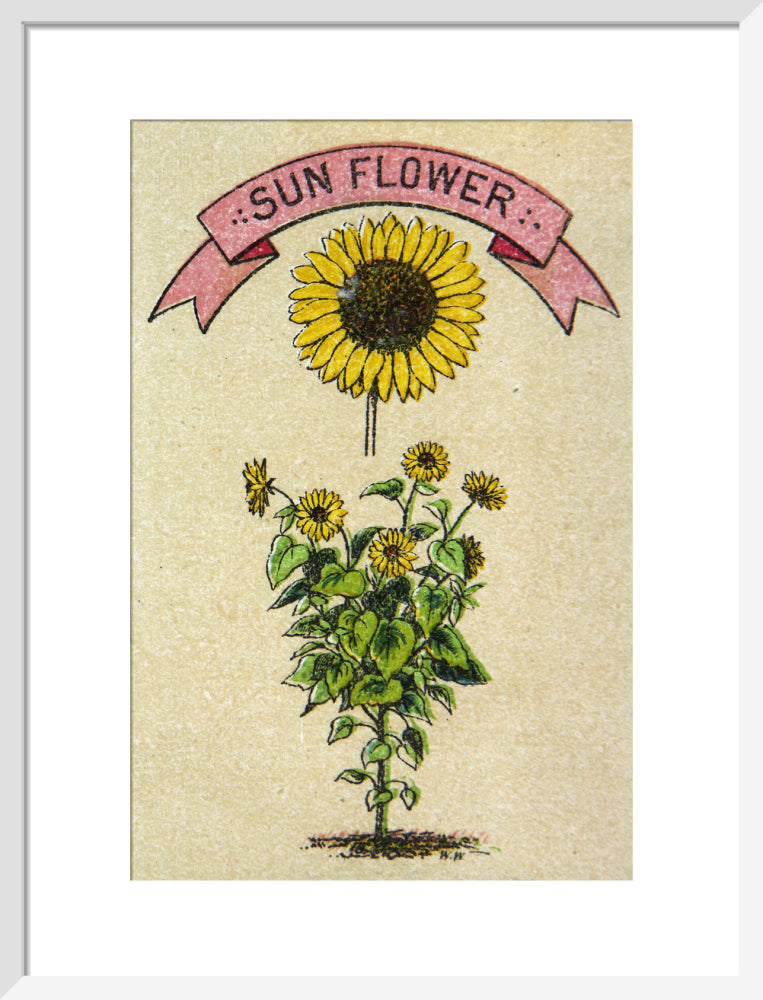 Sunflower illustration