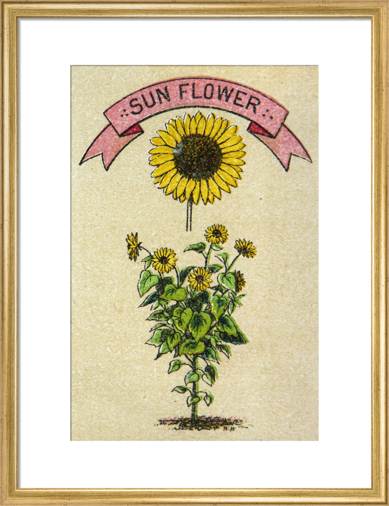 Sunflower illustration