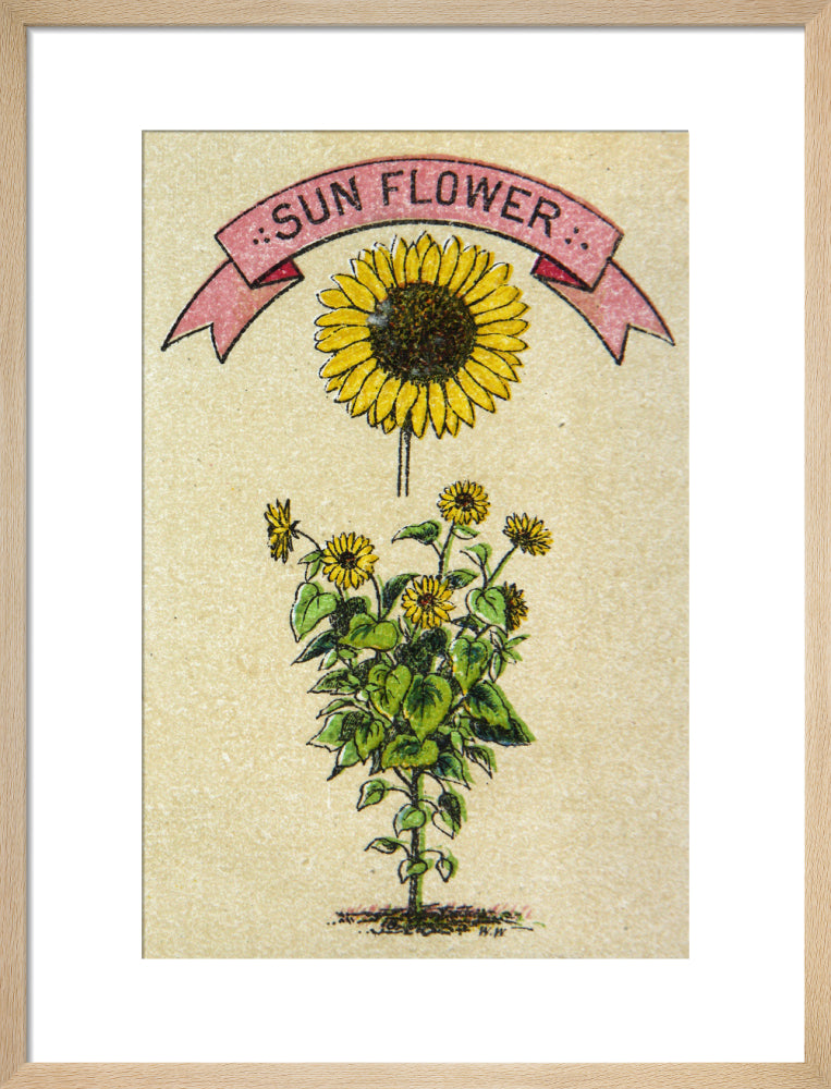 Sunflower illustration