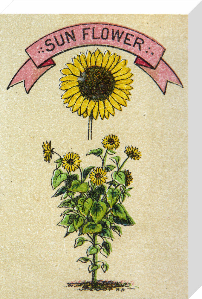 Sunflower illustration