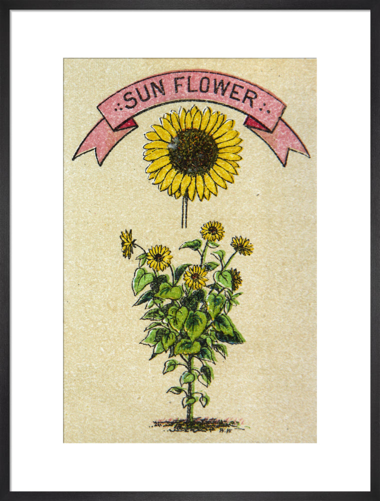 Sunflower illustration