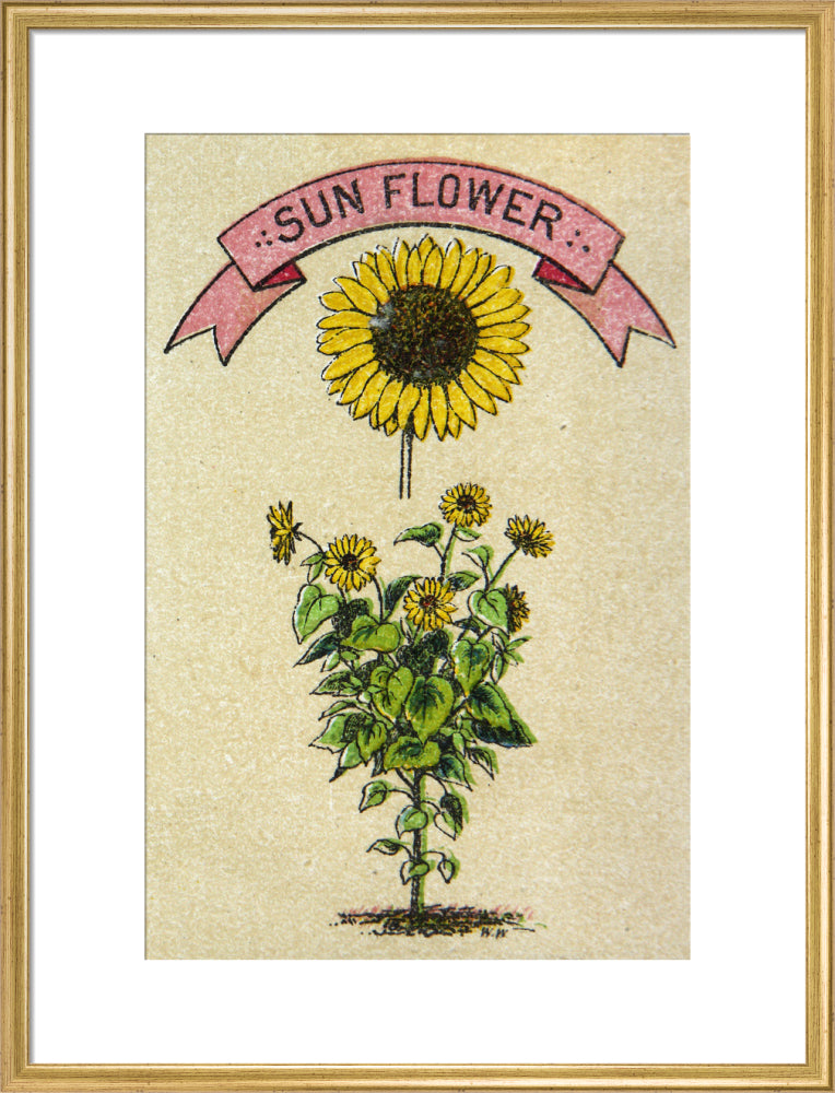 Sunflower illustration