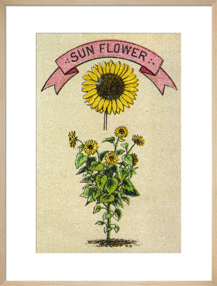 Sunflower illustration