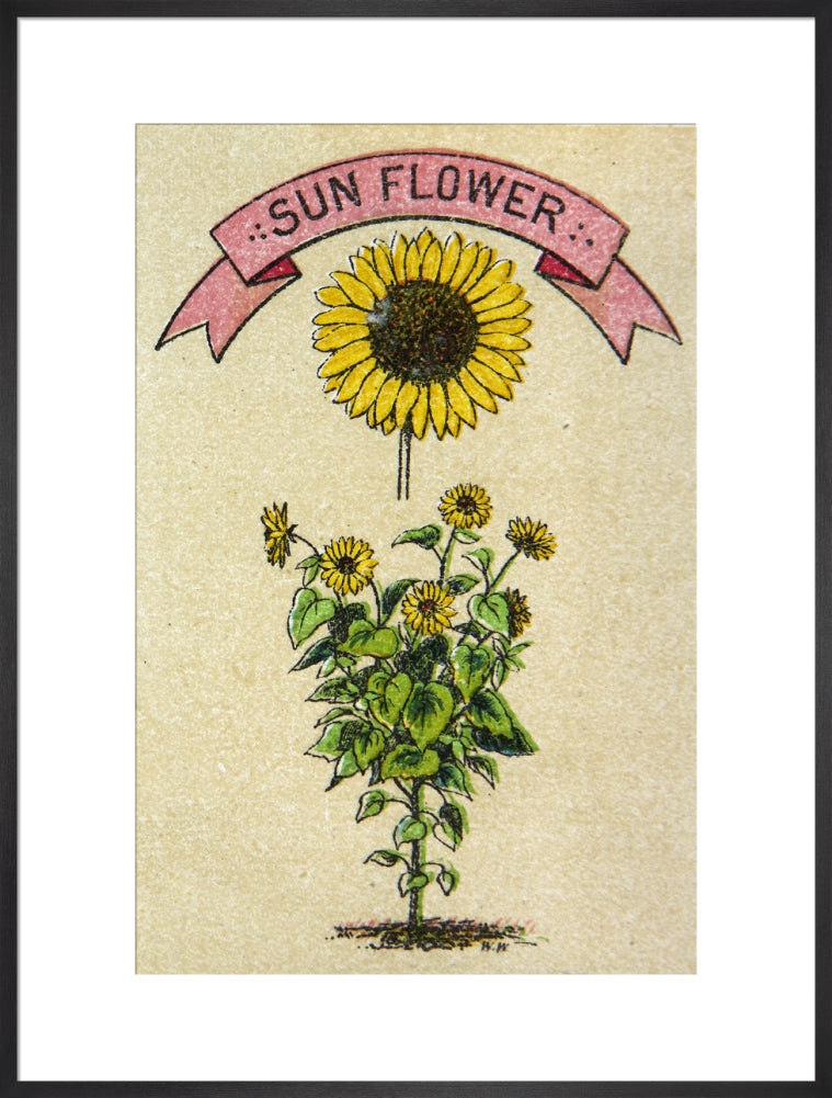 Sunflower illustration