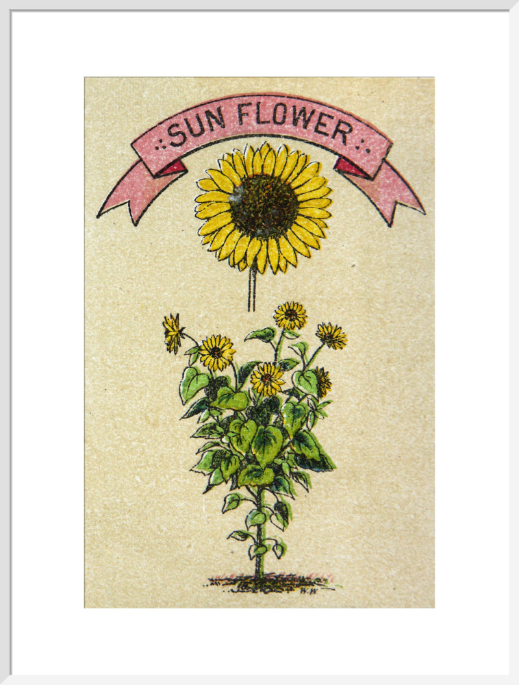 Sunflower illustration