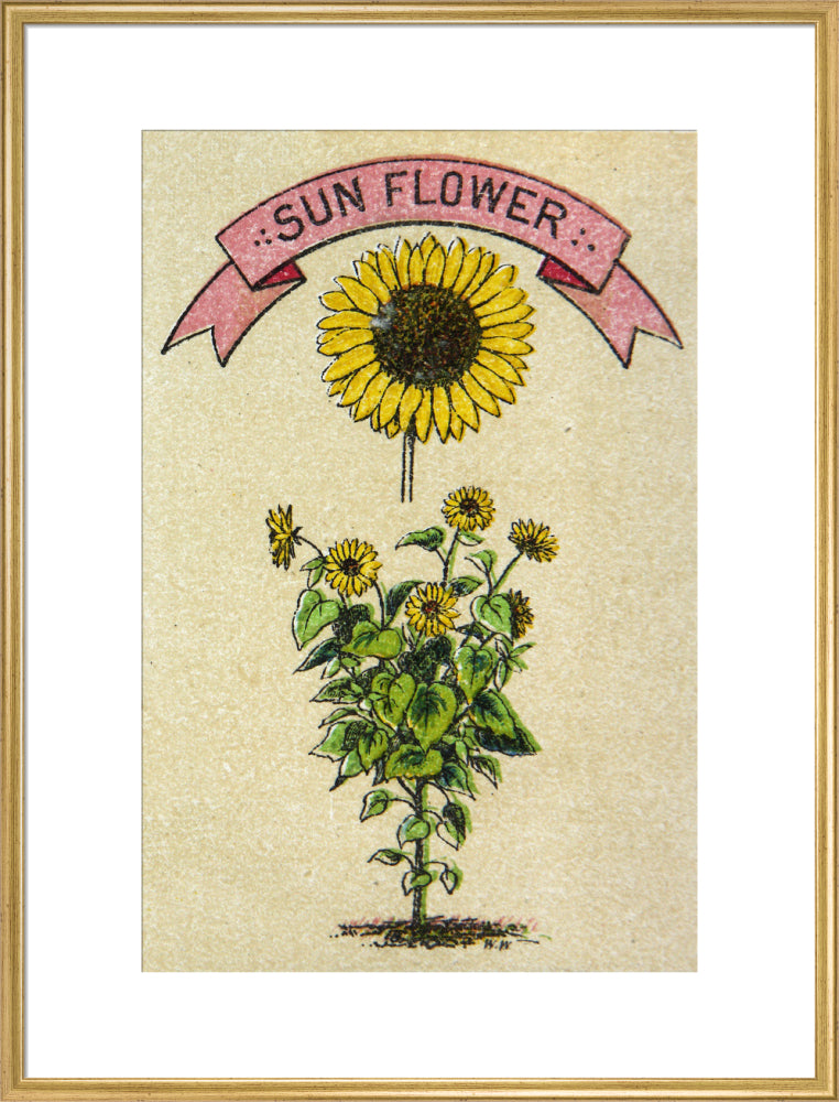 Sunflower illustration