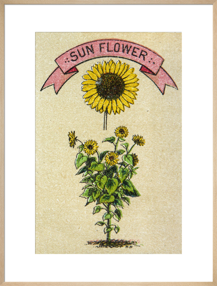 Sunflower illustration