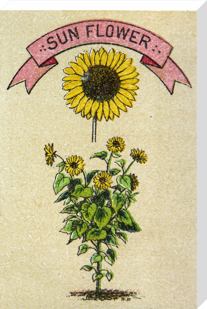 Sunflower illustration