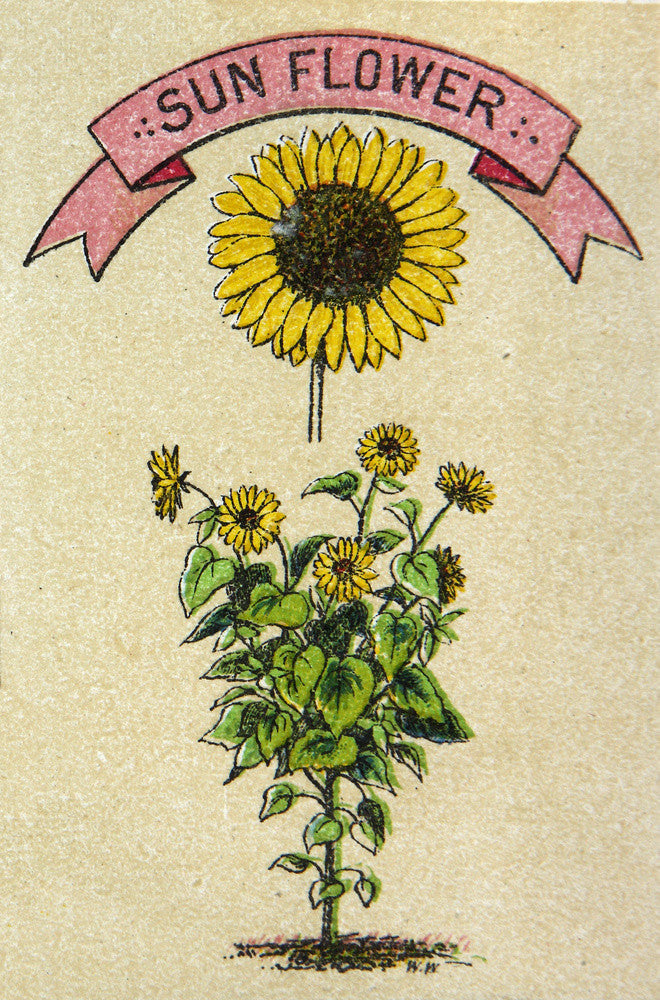 Sunflower illustration