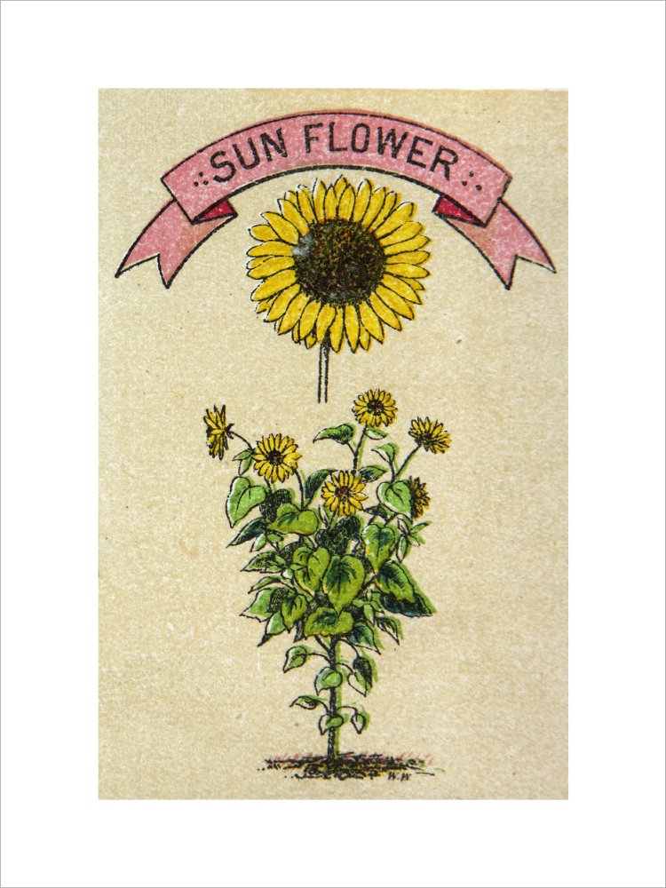 Sunflower illustration
