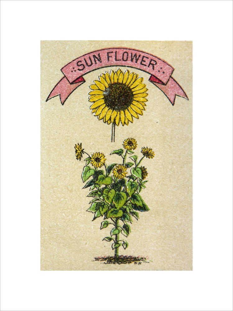 Sunflower illustration
