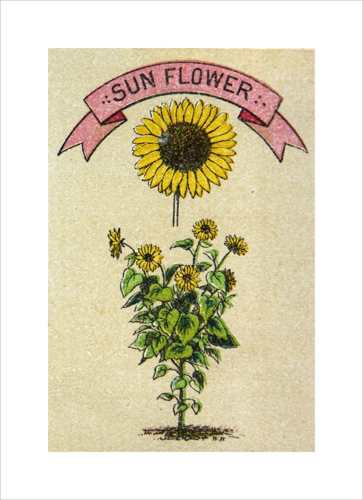 Sunflower illustration