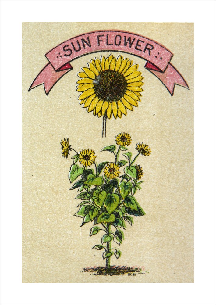 Sunflower illustration
