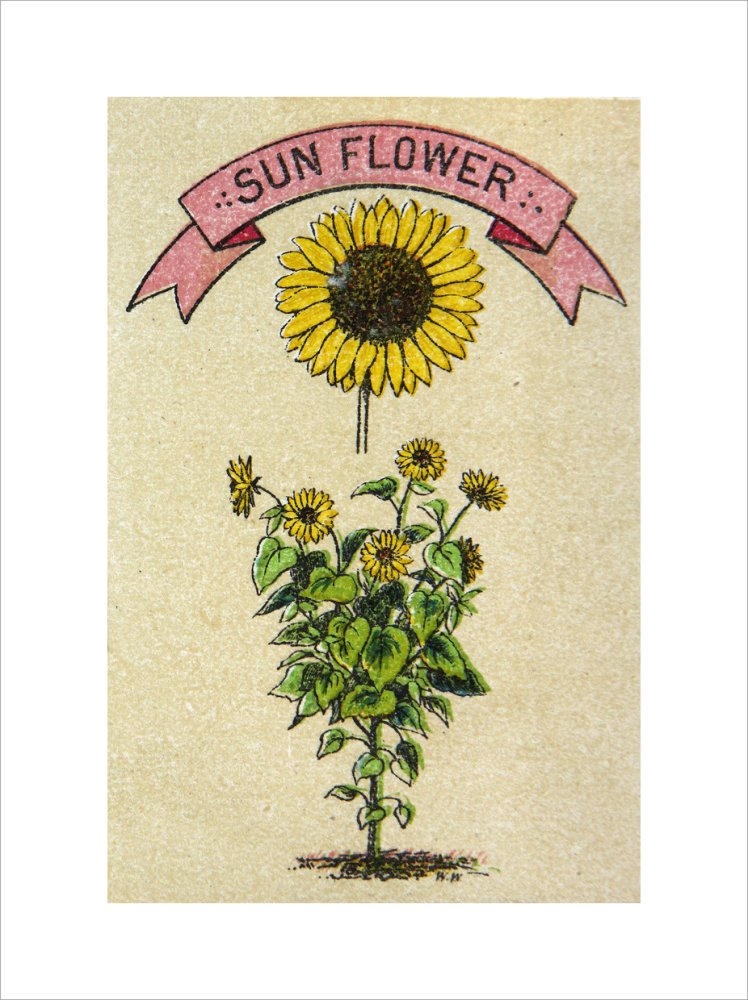 Sunflower illustration