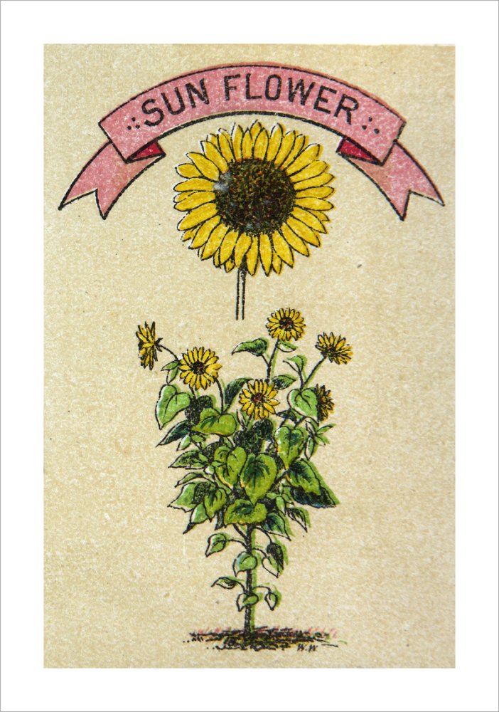 Sunflower illustration